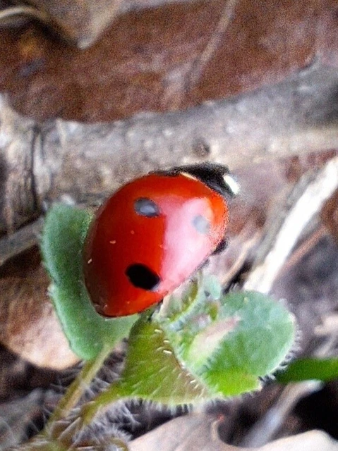 Coccinella septempunctata - hétpettyes katica
