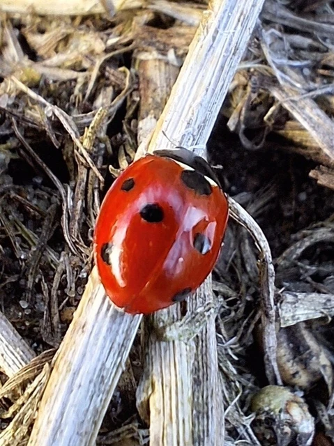Coccinella septempunctata - hétpettyes katica