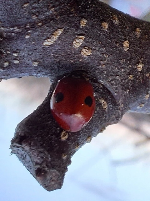Adalia bipunctata - kétpettyes katica