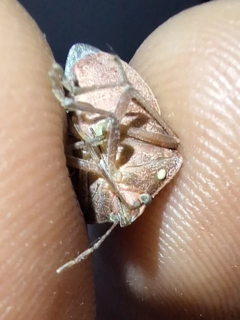 Halyomorpha halys - ázsiai márványospoloska Halyomorpha halys - ázsiai márványospoloska