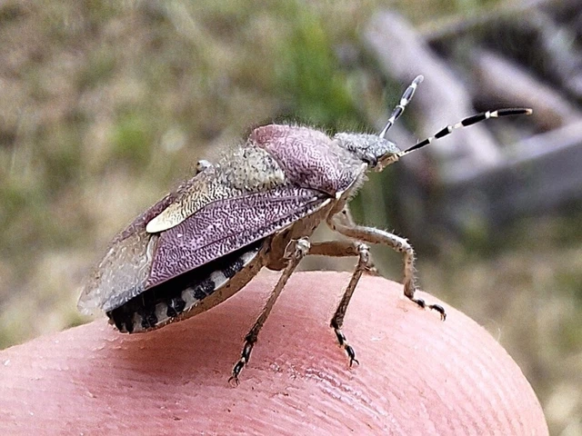 Dolycoris baccarum - közönséges bogyómászó-poloska Dolycoris baccarum - közönséges bogyómászó-poloska