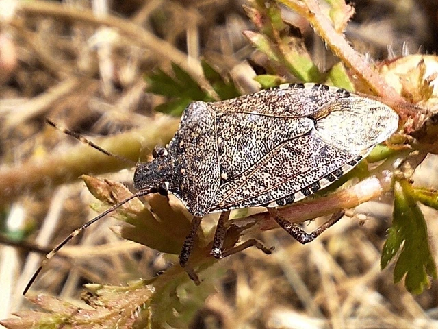 Halyomorpha halys - ázsiai márványospoloska Halyomorpha halys - ázsiai márványospoloska