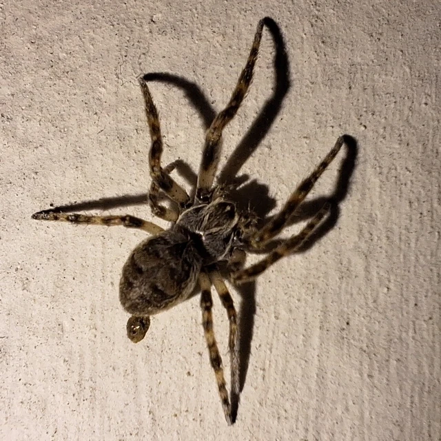 Araneae - Pókok
