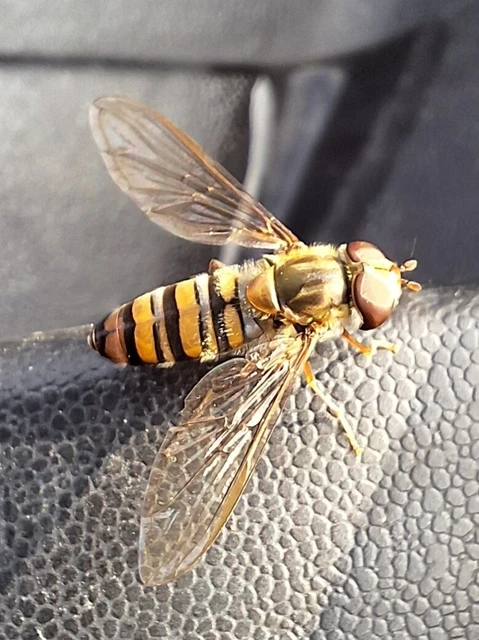 Diptera - Kétszárnyúak