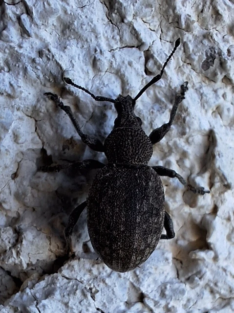 Otiorhynchus ligustici - vincellér-gyalogormányos