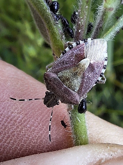 Dolycoris baccarum - közönséges bogyómászó-poloska Dolycoris baccarum - közönséges bogyómászó-poloska