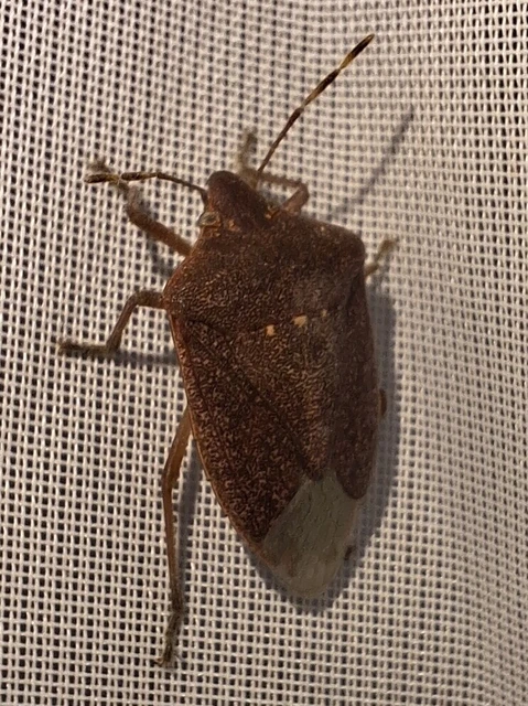 Nezara viridula - zöld vándorpoloska Nezara viridula - zöld vándorpoloska
