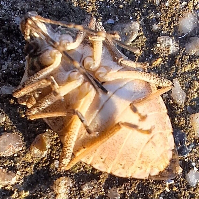 Halyomorpha halys - ázsiai márványospoloska