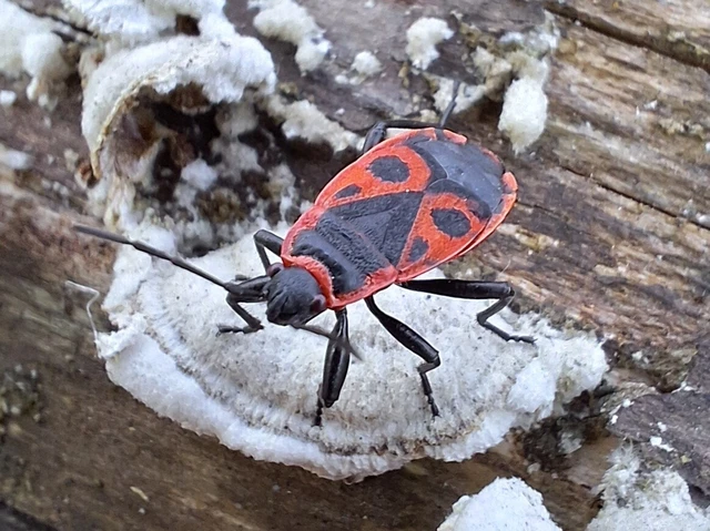 Pyrrhocoris apterus - verőköltő poloska