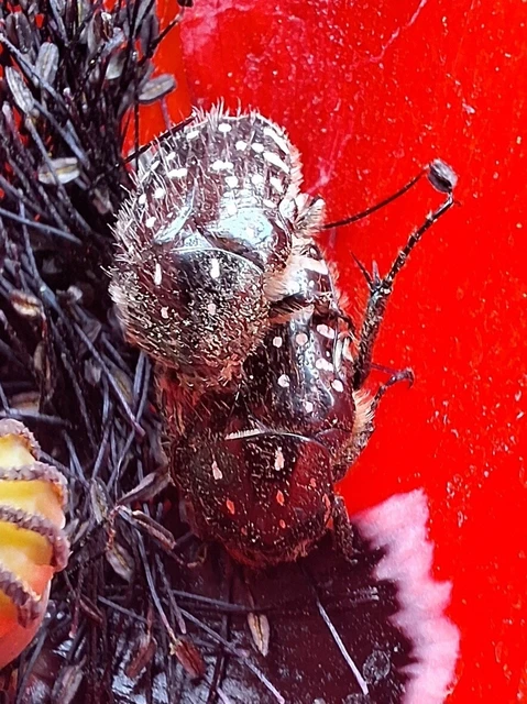 Oxythyrea funesta - sokpettyes virágbogár