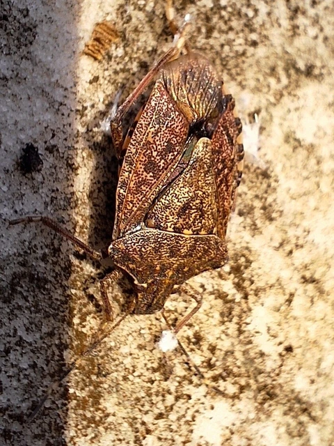 Halyomorpha halys - ázsiai márványospoloska Halyomorpha halys - ázsiai márványospoloska