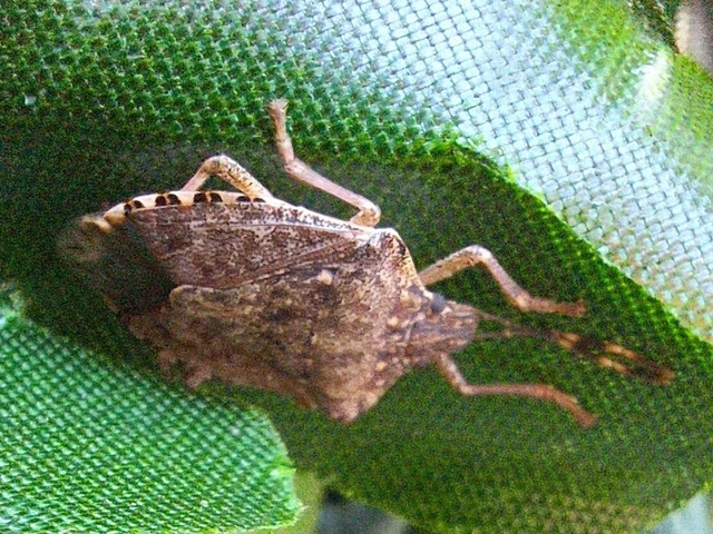 Halyomorpha halys - ázsiai márványospoloska Halyomorpha halys - ázsiai márványospoloska