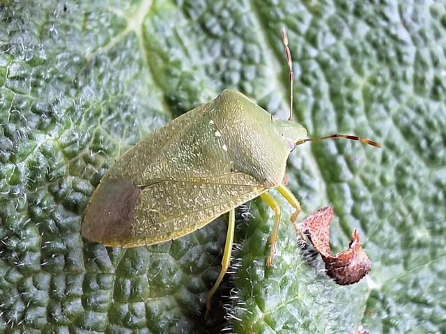 Nezara viridula - zöld vándorpoloska Nezara viridula - zöld vándorpoloska
