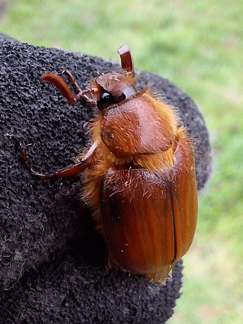 Holochelus aequinoctialis - tavaszeleji cserebogár