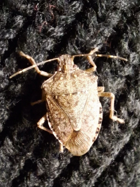 Halyomorpha halys - ázsiai márványospoloska Halyomorpha halys - ázsiai márványospoloska