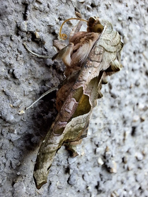 Phlogophora meticulosa - vándorló csipkésbagoly