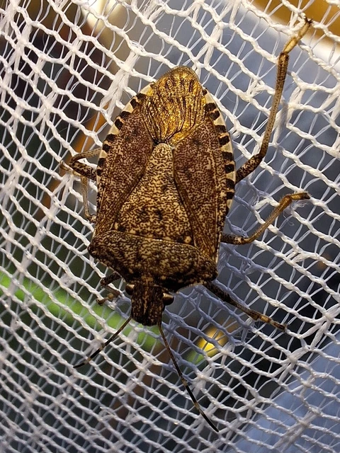Halyomorpha halys - ázsiai márványospoloska Halyomorpha halys - ázsiai márványospoloska