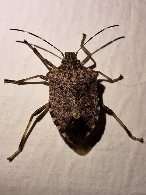 Halyomorpha halys - ázsiai márványospoloska