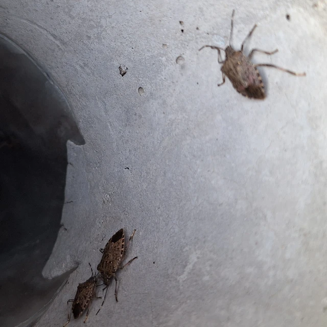 Halyomorpha halys - ázsiai márványospoloska Halyomorpha halys - ázsiai márványospoloska