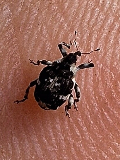 Hadroplontus trimaculatus - háromfoltos aszatormányos