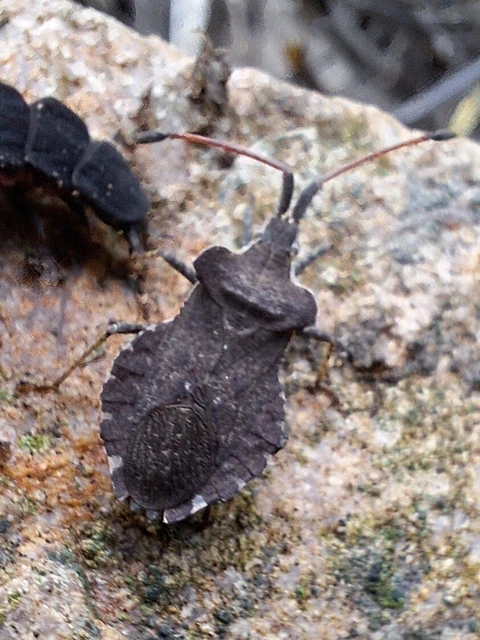 Enoplops scapha - feketés karimáspoloska