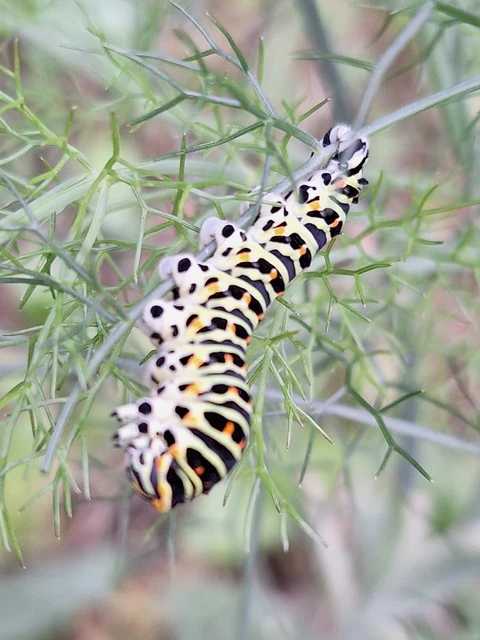 Papilio machaon - fecskefarkú lepke