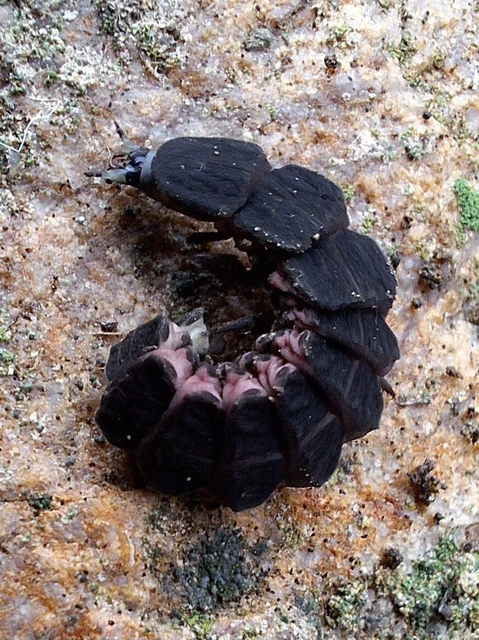 Lampyridae - szentjánosbogár-félék