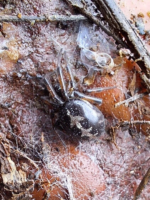 Araneae - Pókok