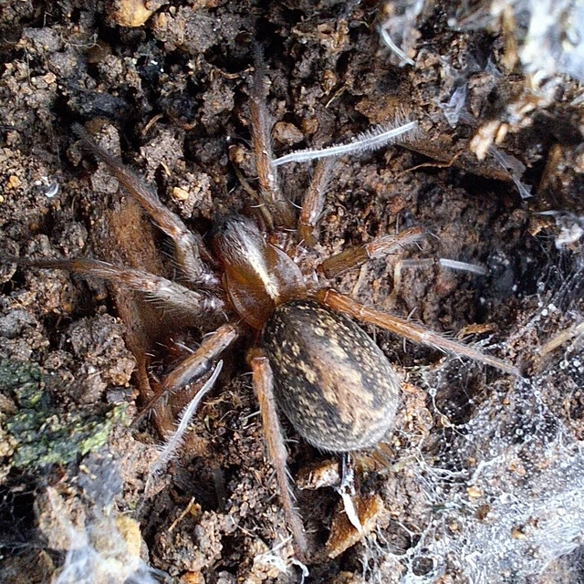 Araneae - Pókok