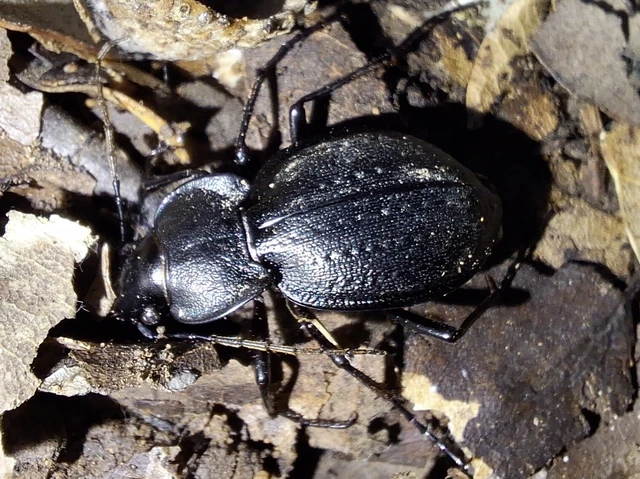 Carabus Carabus