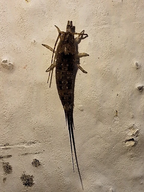 Archaeognatha - Ugróősrovarok