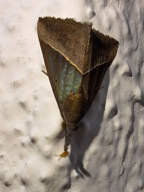 Hypena lividalis - köpenyes karcsúbagoly