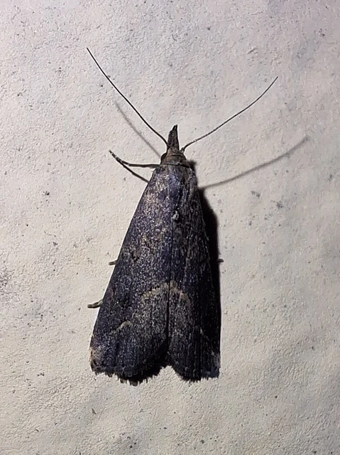 Schrankia costaestrigalis - keskenyszárnyú karcsúbagoly
