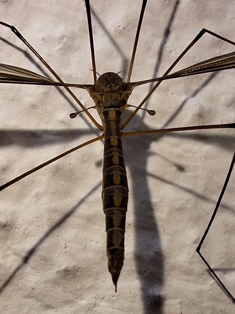 Diptera - Kétszárnyúak