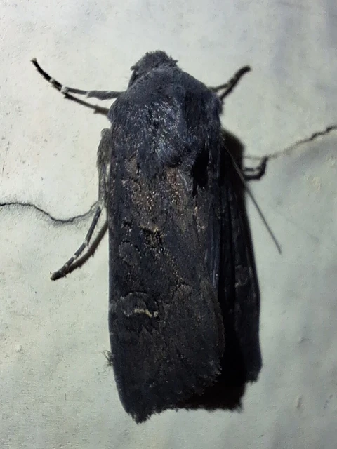 Aporophyla nigra