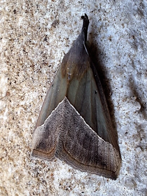 Hypena lividalis - köpenyes karcsúbagoly