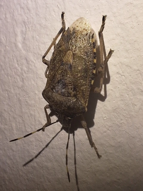 Rhaphigaster nebulosa - bencepoloska