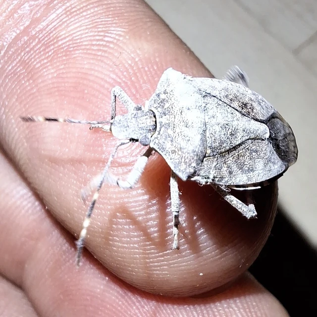 Halyomorpha halys - ázsiai márványospoloska