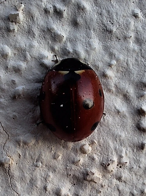 Coccinella septempunctata - hétpettyes katica