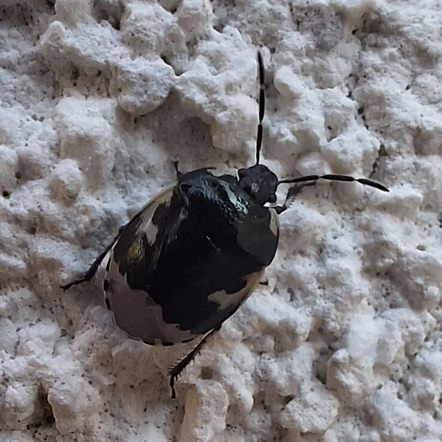 Tritomegas bicolor - foltos földipoloska