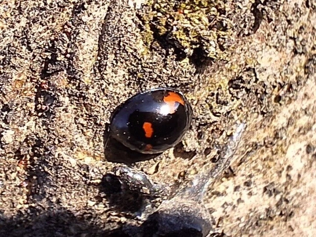Exochomus quadripustulatus - négyfoltos szerecsenkata