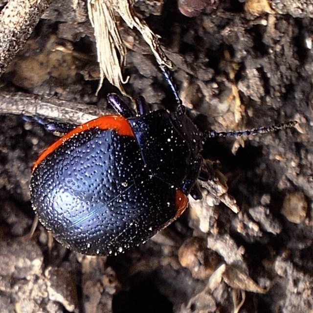 Chrysolina rossia - trapézhátú szegélyeslevelész