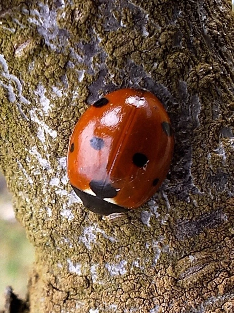 Coccinella septempunctata - hétpettyes katica