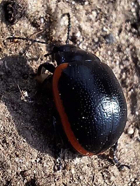 Chrysolina rossia - trapézhátú szegélyeslevelész