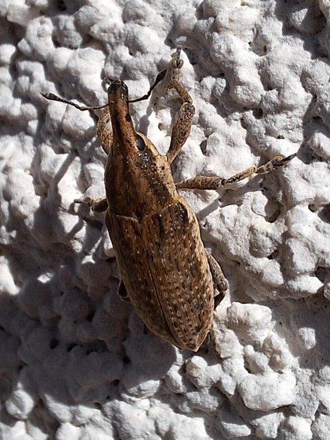 Lixus myagri - pöttyöshasú dudvabarkó