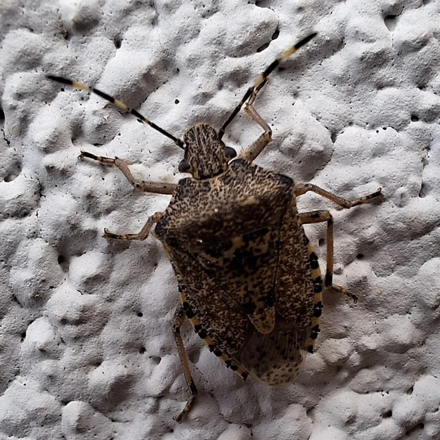 Rhaphigaster nebulosa - bencepoloska