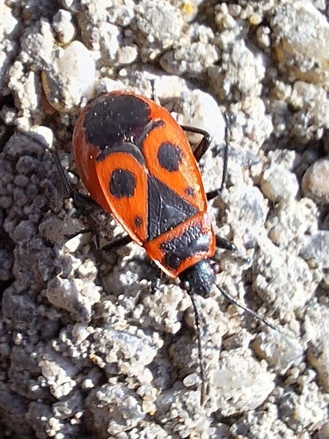 Pyrrhocoris apterus - verőköltő poloska
