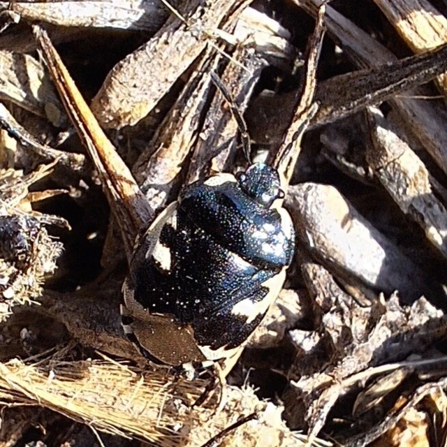 Tritomegas bicolor - foltos földipoloska