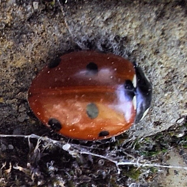 Coccinella septempunctata - hétpettyes katica