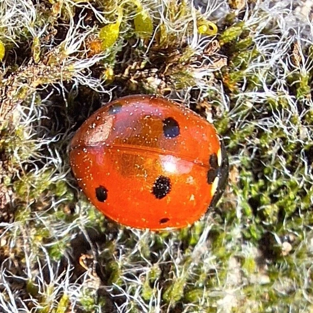 Coccinella septempunctata - hétpettyes katica